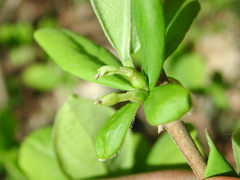 Dirca decipiens