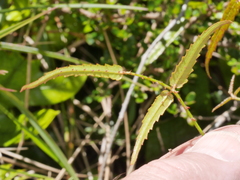 Rubus cissoides × squarrosus