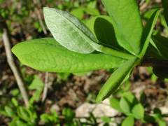 Dirca decipiens