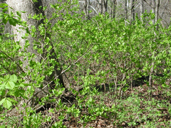 Dirca decipiens