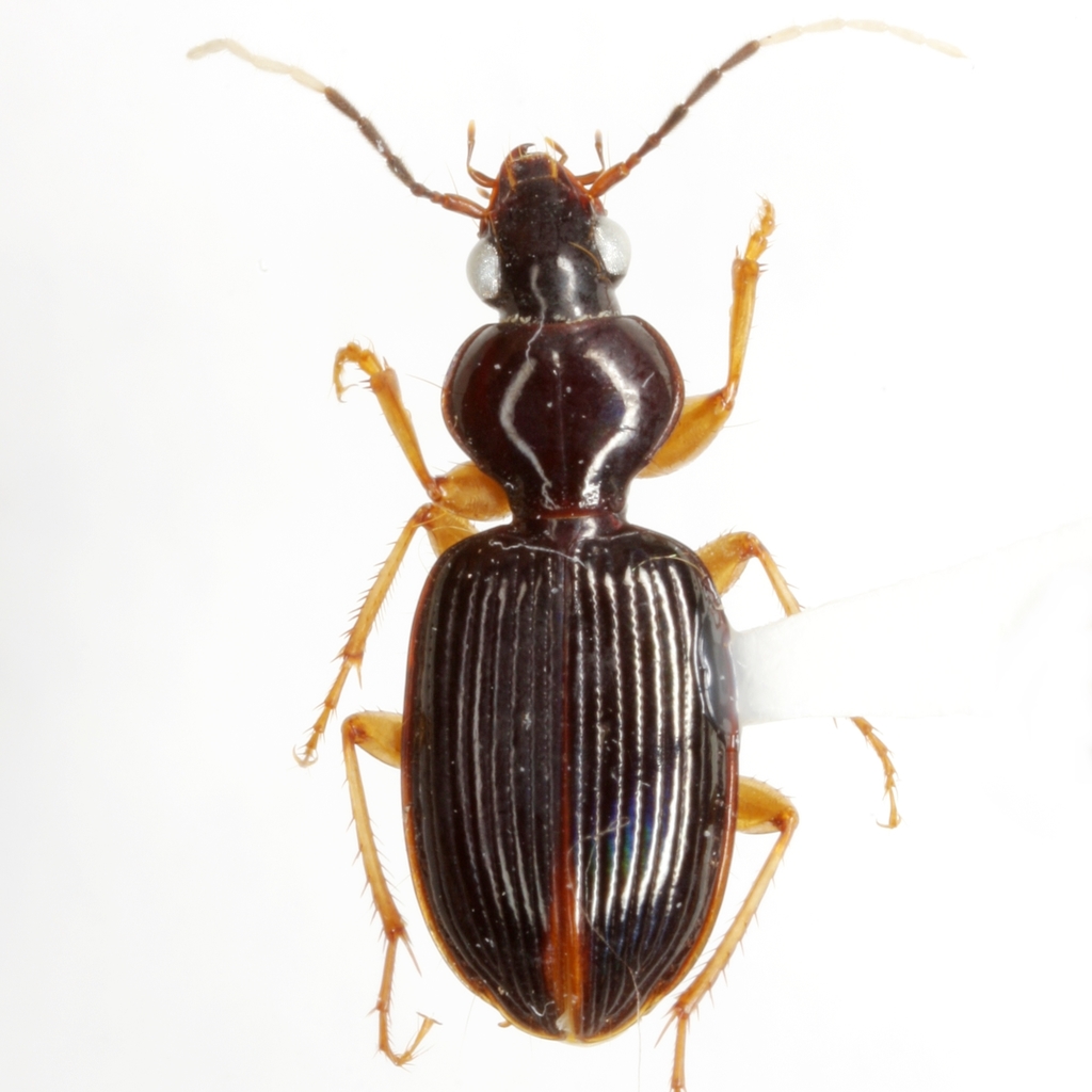 Abacetini