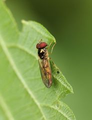 Melanostoma