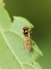 Melanostoma