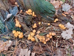 Basidiomycota