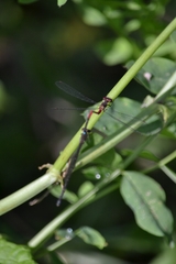 Oxyagrion terminale