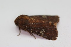 Sideridis congermana