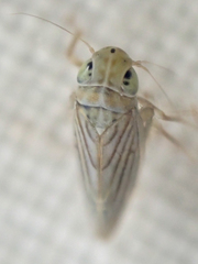 Neocoelidia ramona