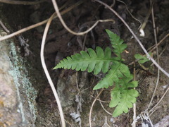 Pteris arisanensis