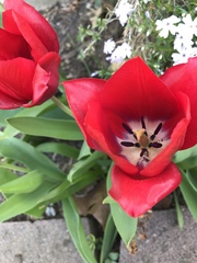 Tulipa