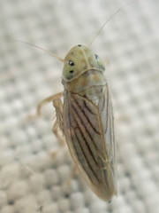 Neocoelidia ramona