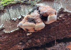 Basidiomycota