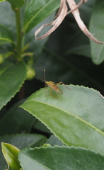 Hyalopeplus spinosus