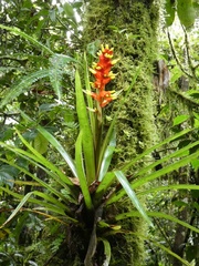 Guzmania donnell-smithii