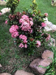Ixora coccinea coccinea