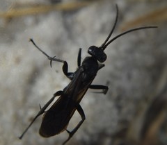 Paracyphononyx funereus