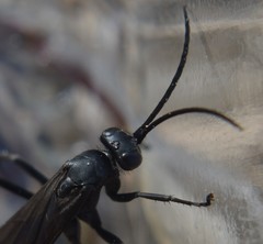 Paracyphononyx funereus