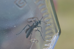 Paracyphononyx funereus