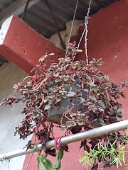 Peperomia verticillata