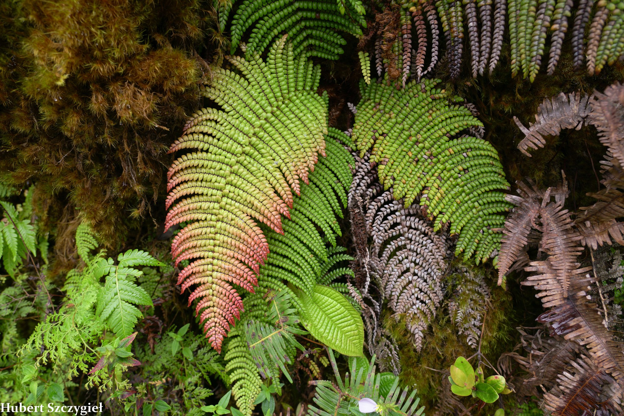 Sadleria squarrosa
