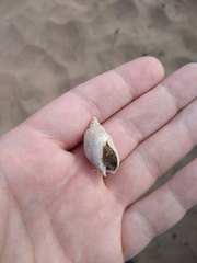 Buccinastrum deforme