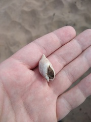 Buccinastrum deforme