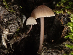 Mycena erubescens