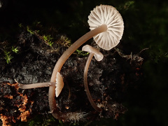 Mycena erubescens