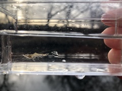 Palaemon kadiakensis