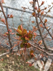 Prunus serrulata