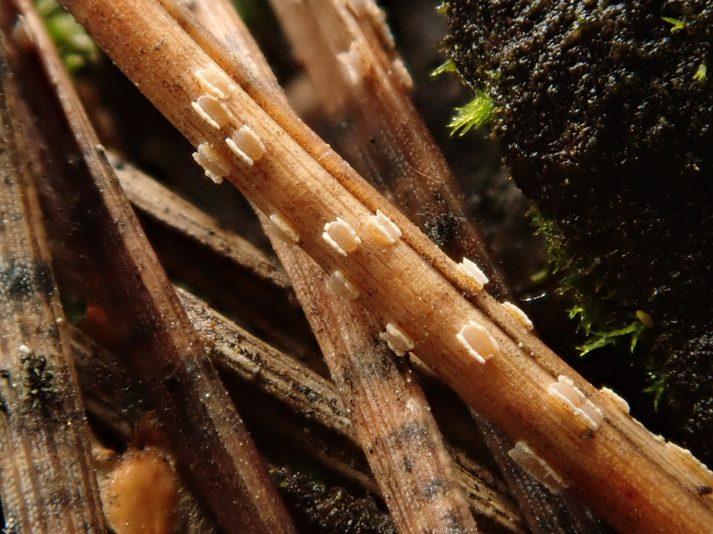 Cyclaneusma minus