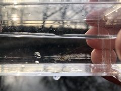 Palaemon kadiakensis