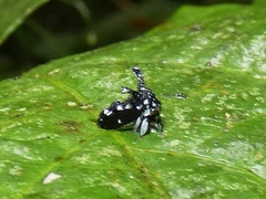 Notocera bituberculata