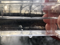 Palaemon kadiakensis