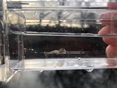 Palaemon kadiakensis