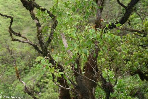 Metrosideros tremuloides