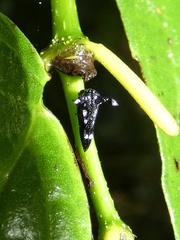 Notocera bituberculata