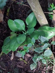 Kalanchoe fedtschenkoi
