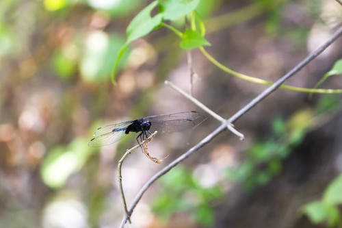 Black Pondhawk photo 4