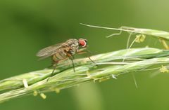 Muscoidea