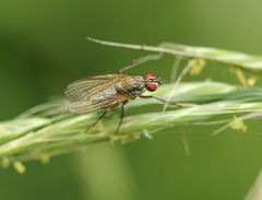 Muscoidea