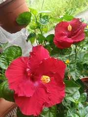 Hibiscus rosa-sinensis