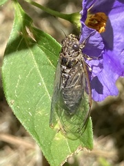 Physeema quadricincta
