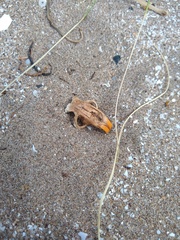 Ctenomys