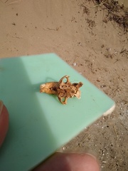 Ctenomys