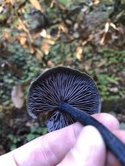 Entoloma subcarneum