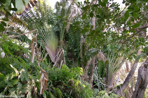 Ravenala madagascariensis observed 2021-11-21