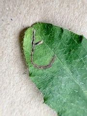 Calycomyza novascotiensis