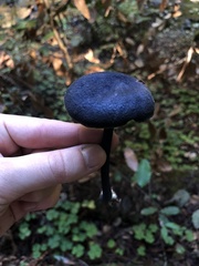 Entoloma subcarneum