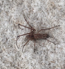 Tetragnatha versicolor