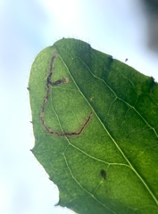 Calycomyza novascotiensis